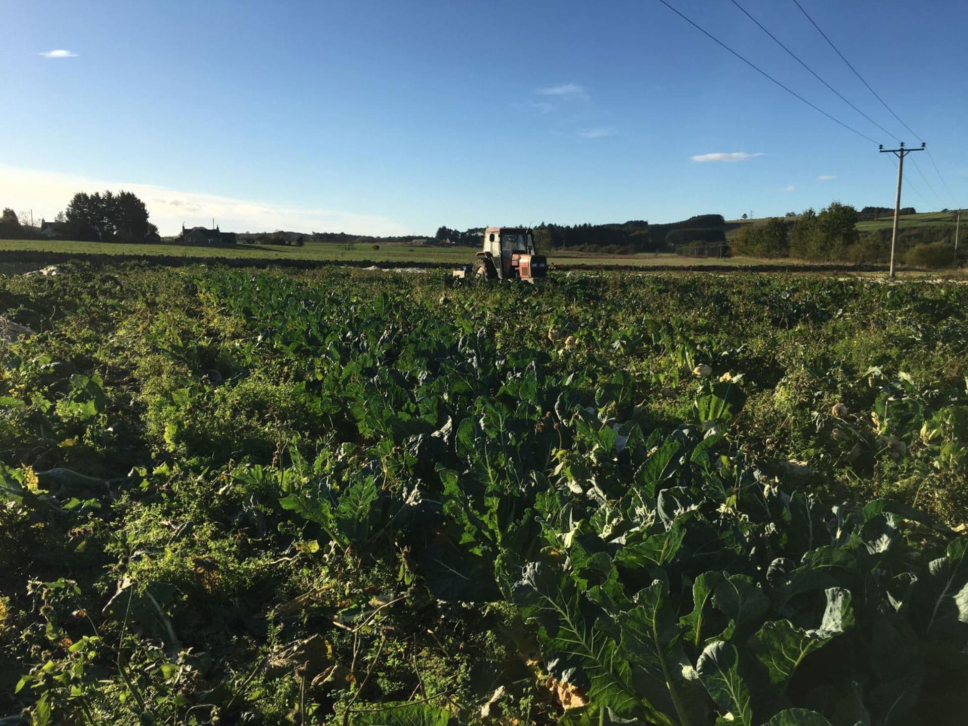 Bridgefoot Organic
Co-op