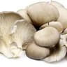 Mushroom: Oyster