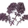 Kale: Red Curly