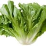 Escarole