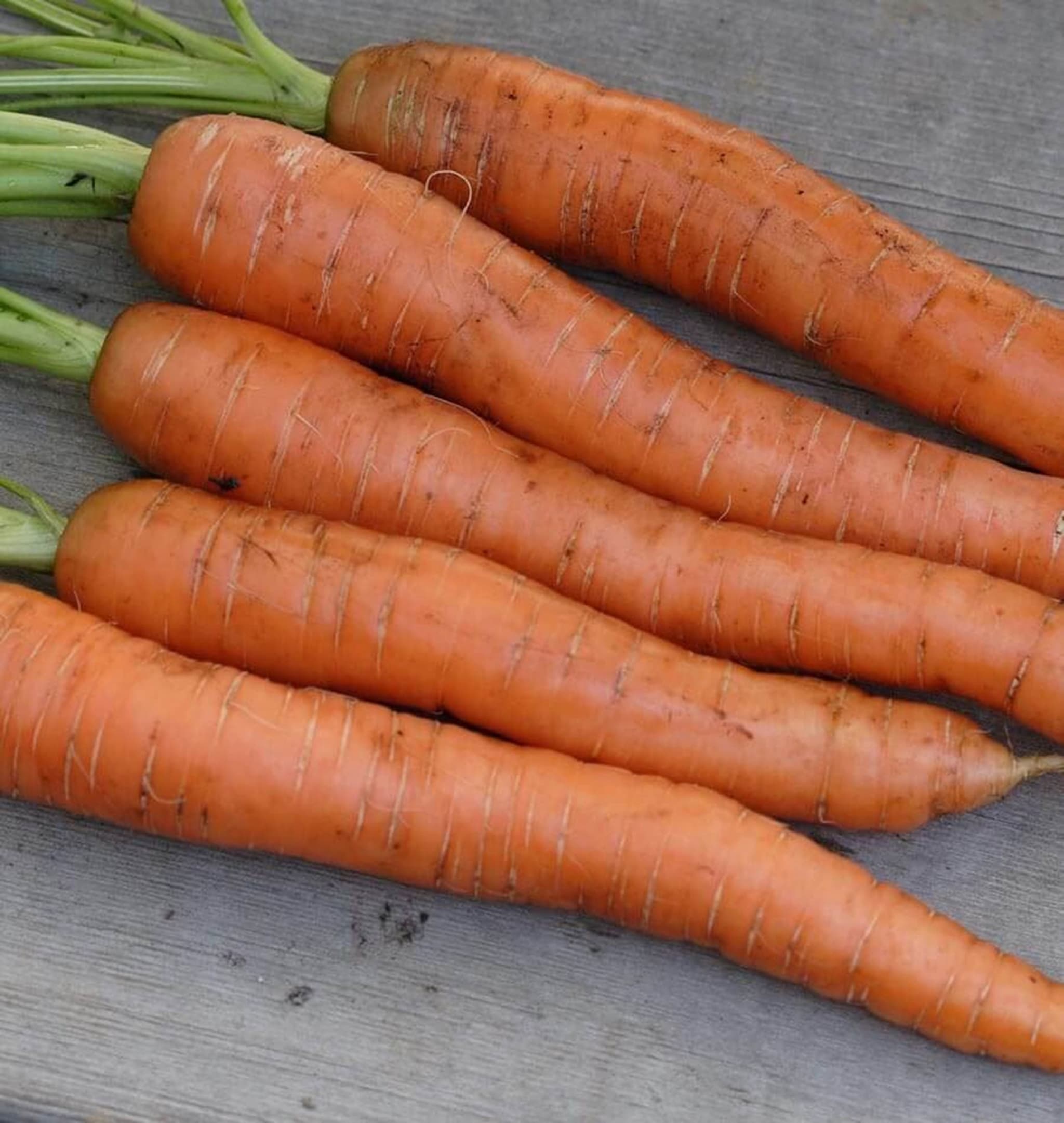 Carrot (new)