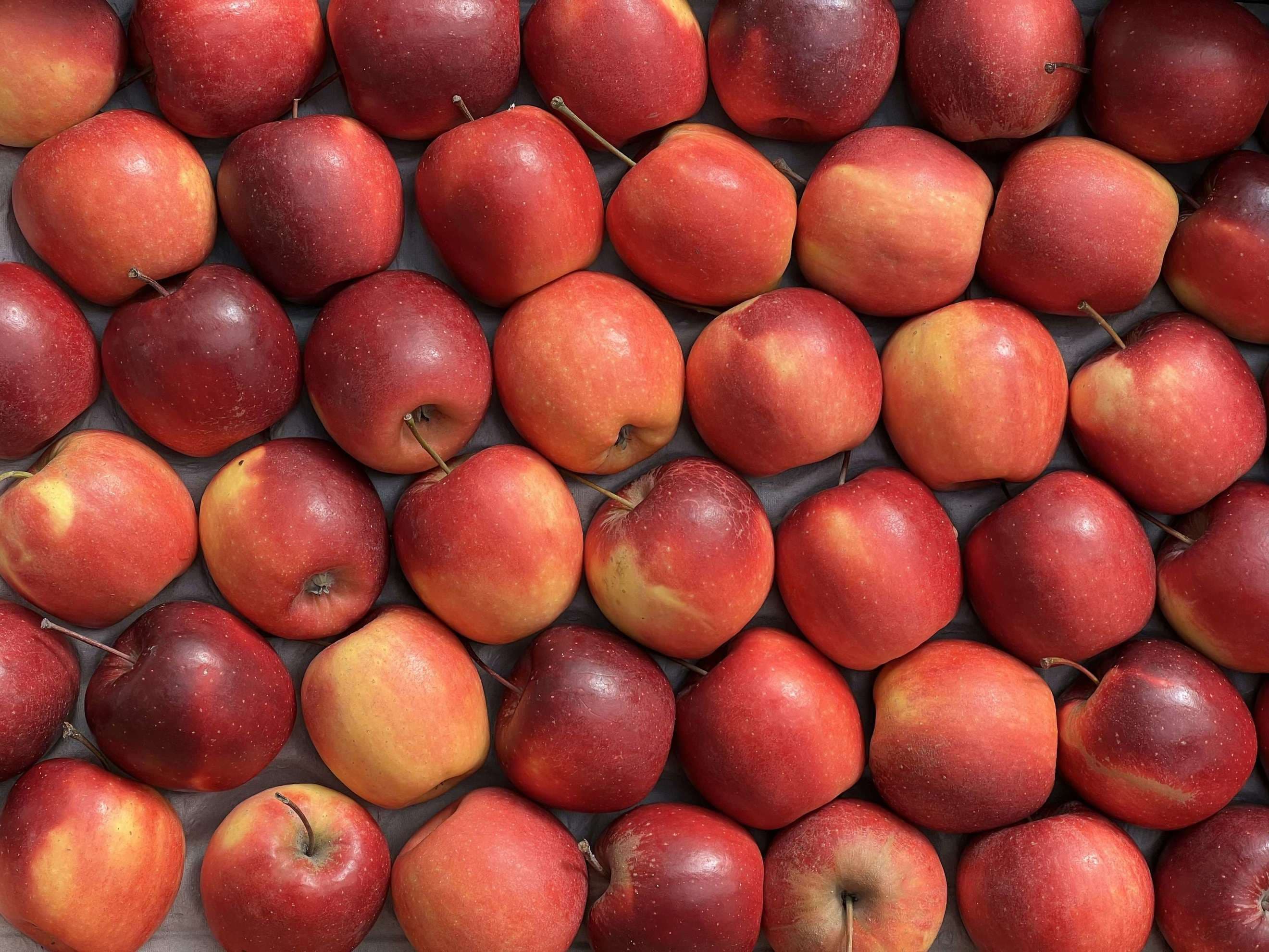 Apple: Inored