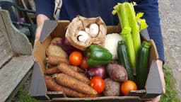 Image of Large Veg Box
