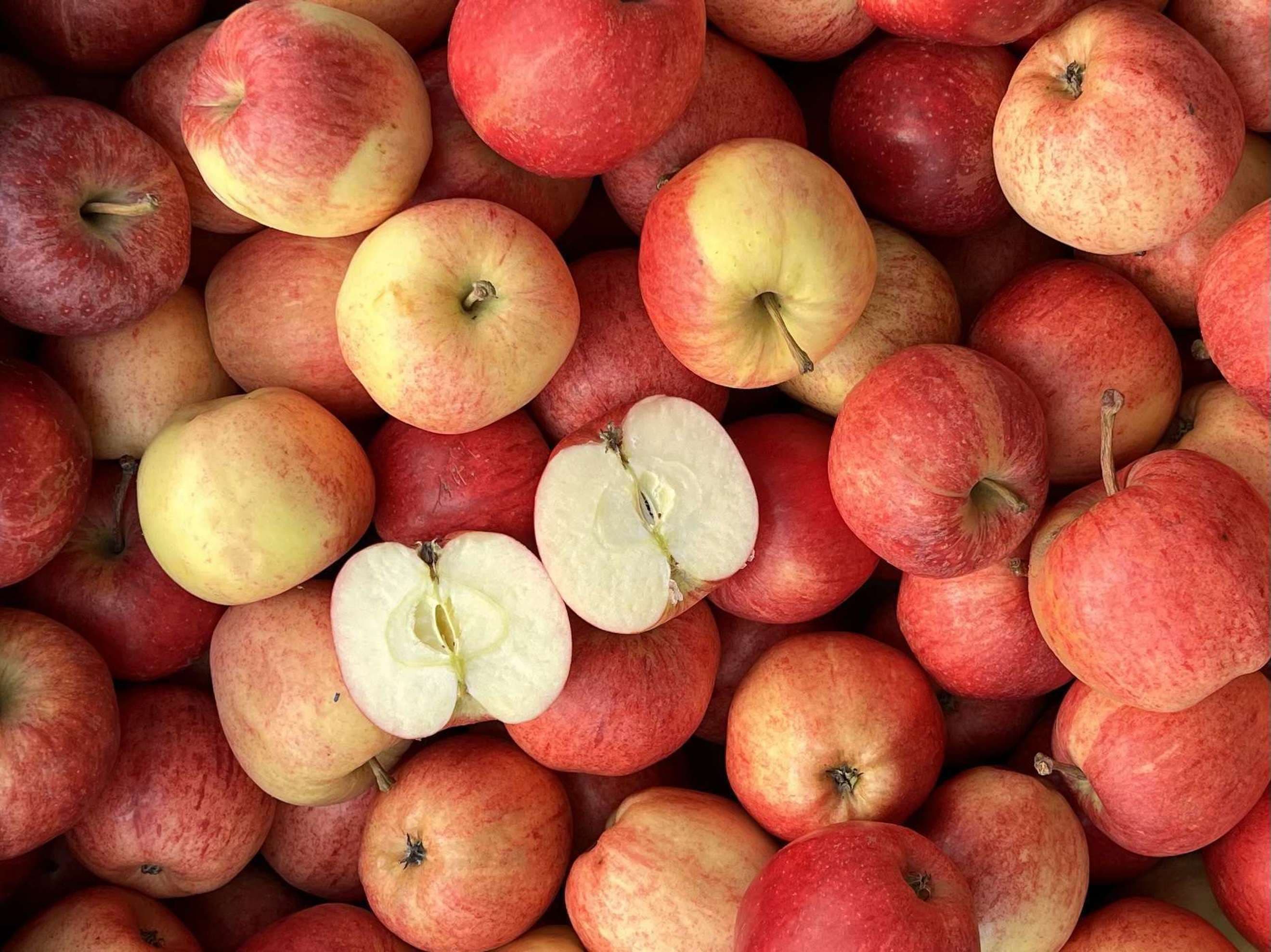 Apple: Gala