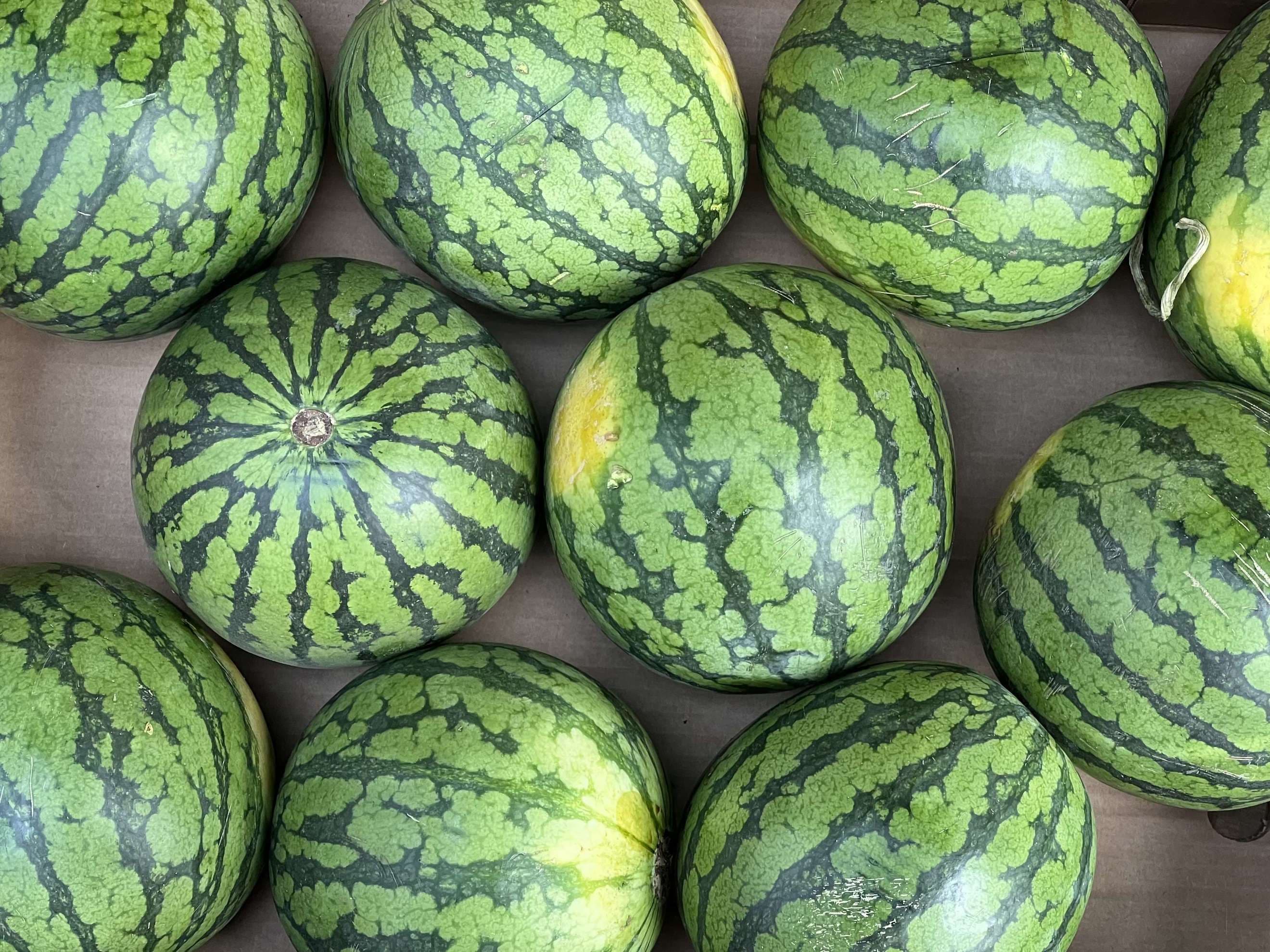 Melon: Watermelon Mini