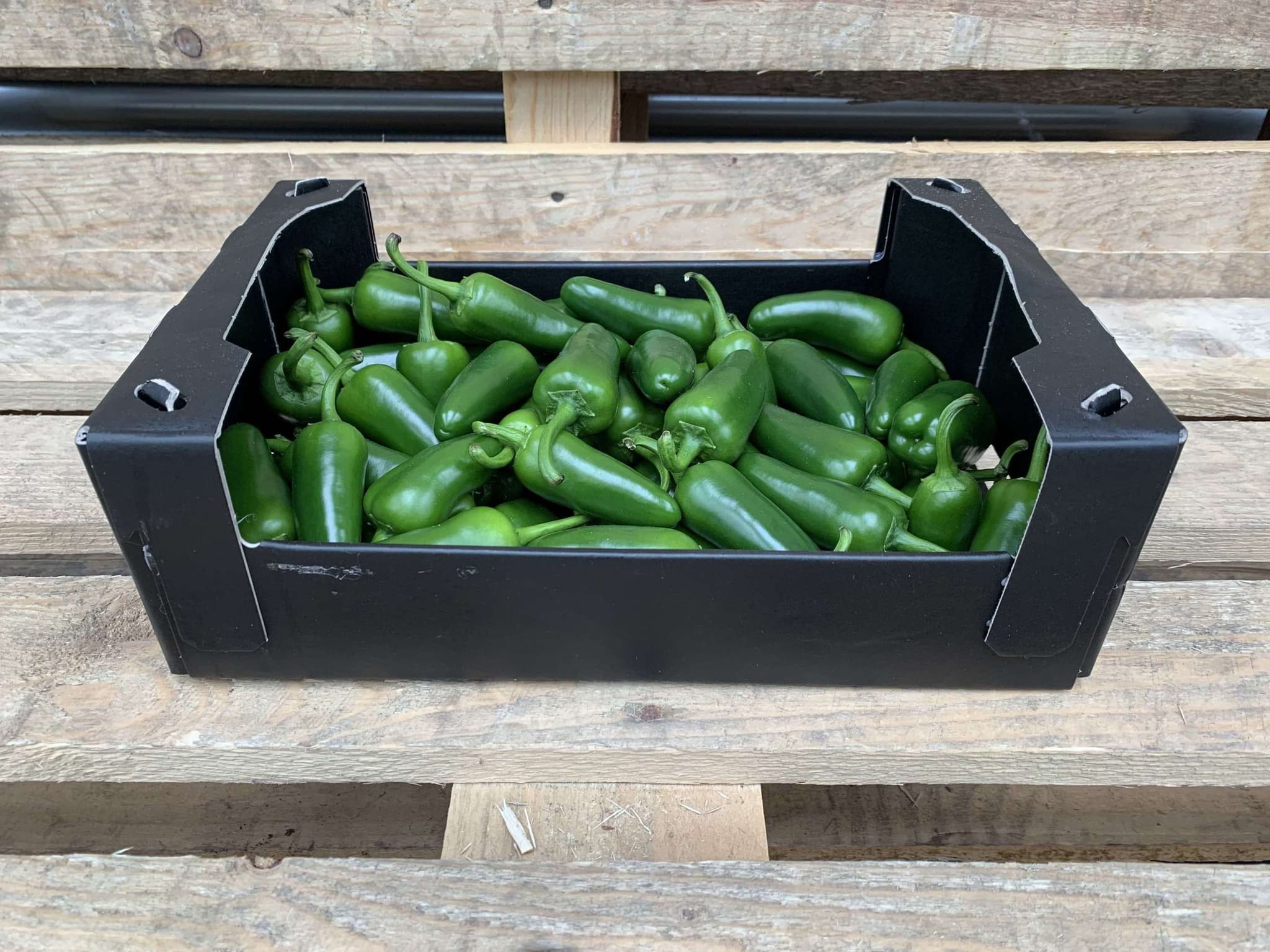 Chilli: Jalapeno Green