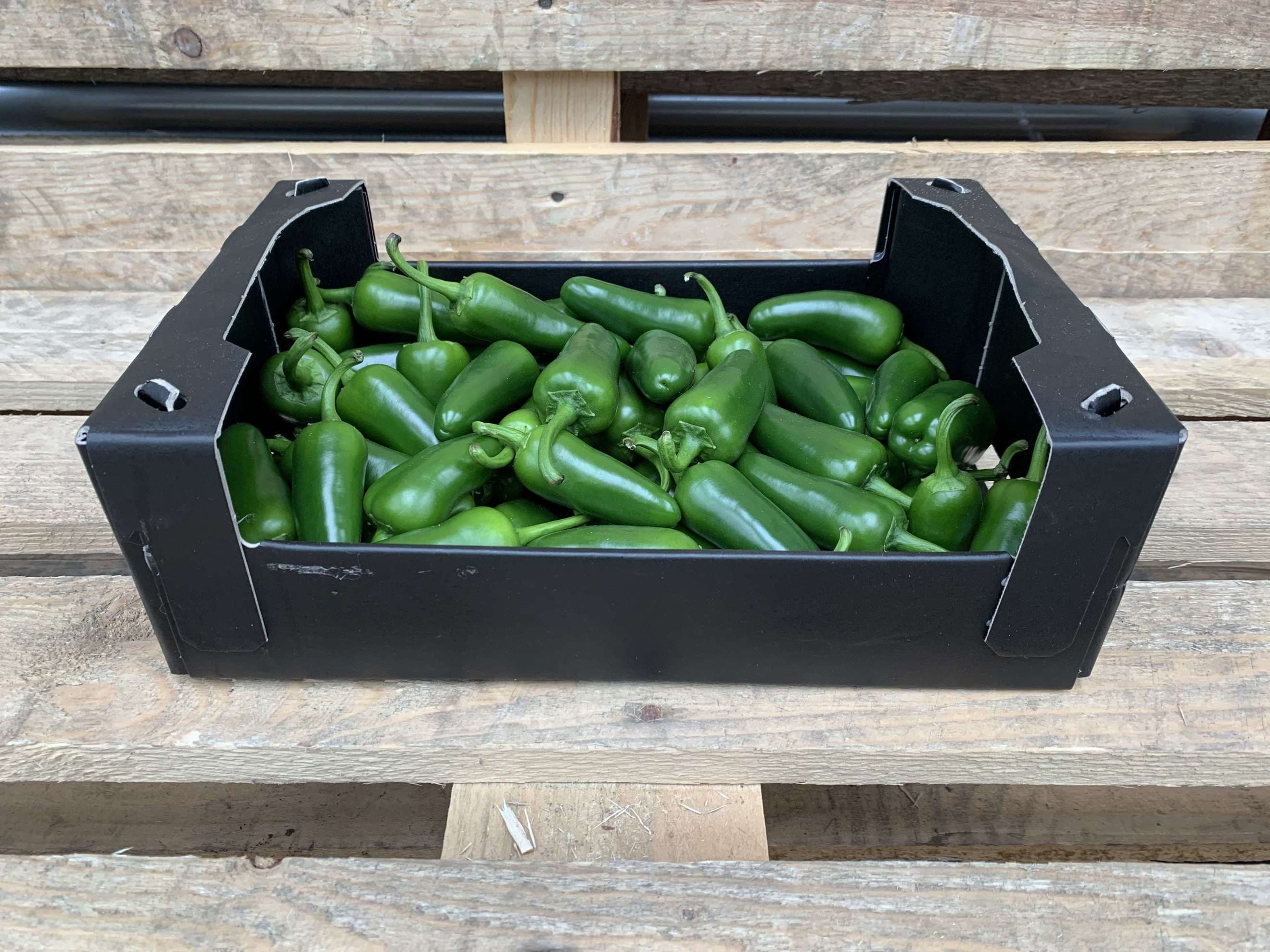 Chilli: Jalapeno Green