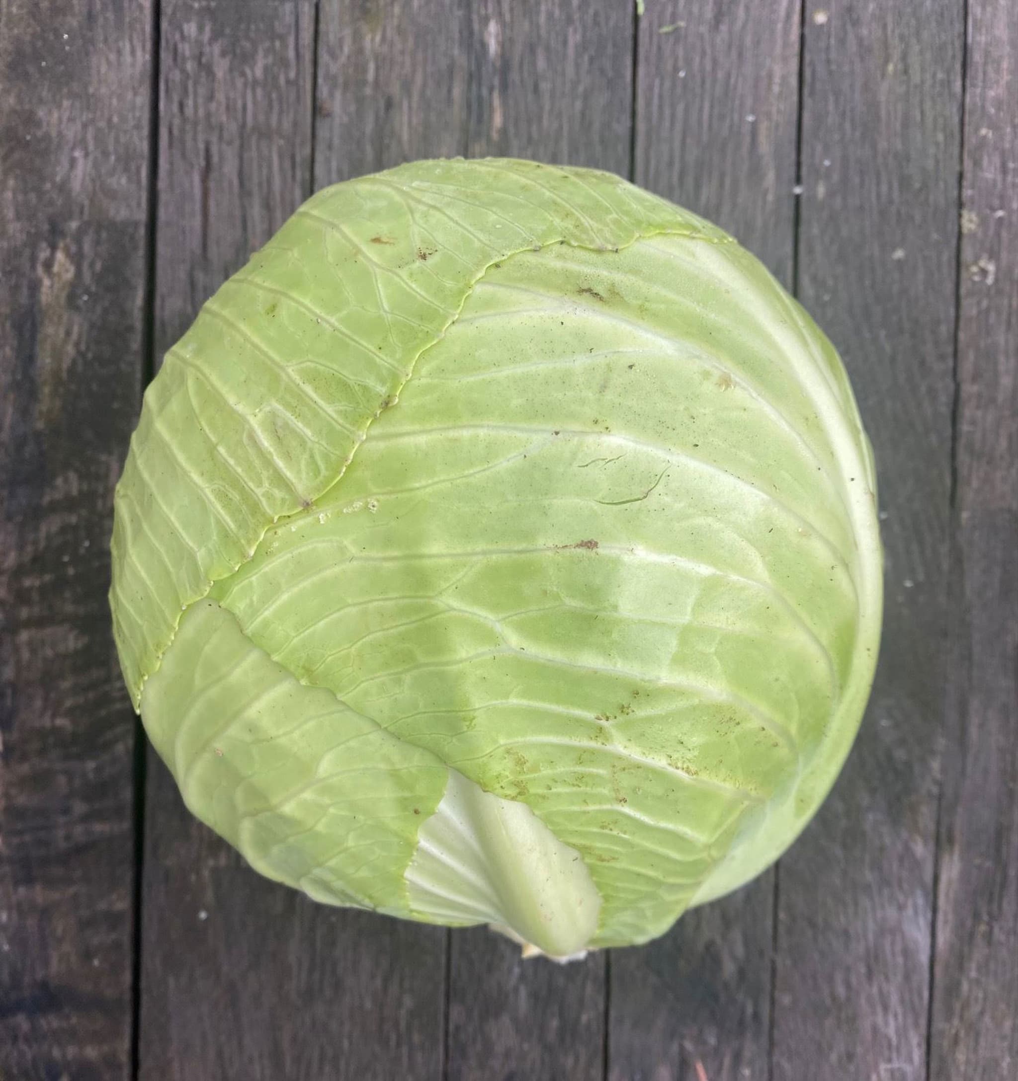Cabbage: White