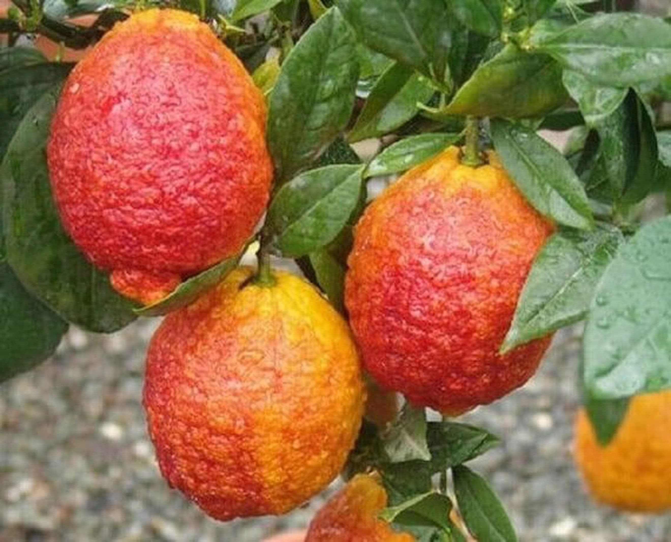 Lemon: Rojo (Red)