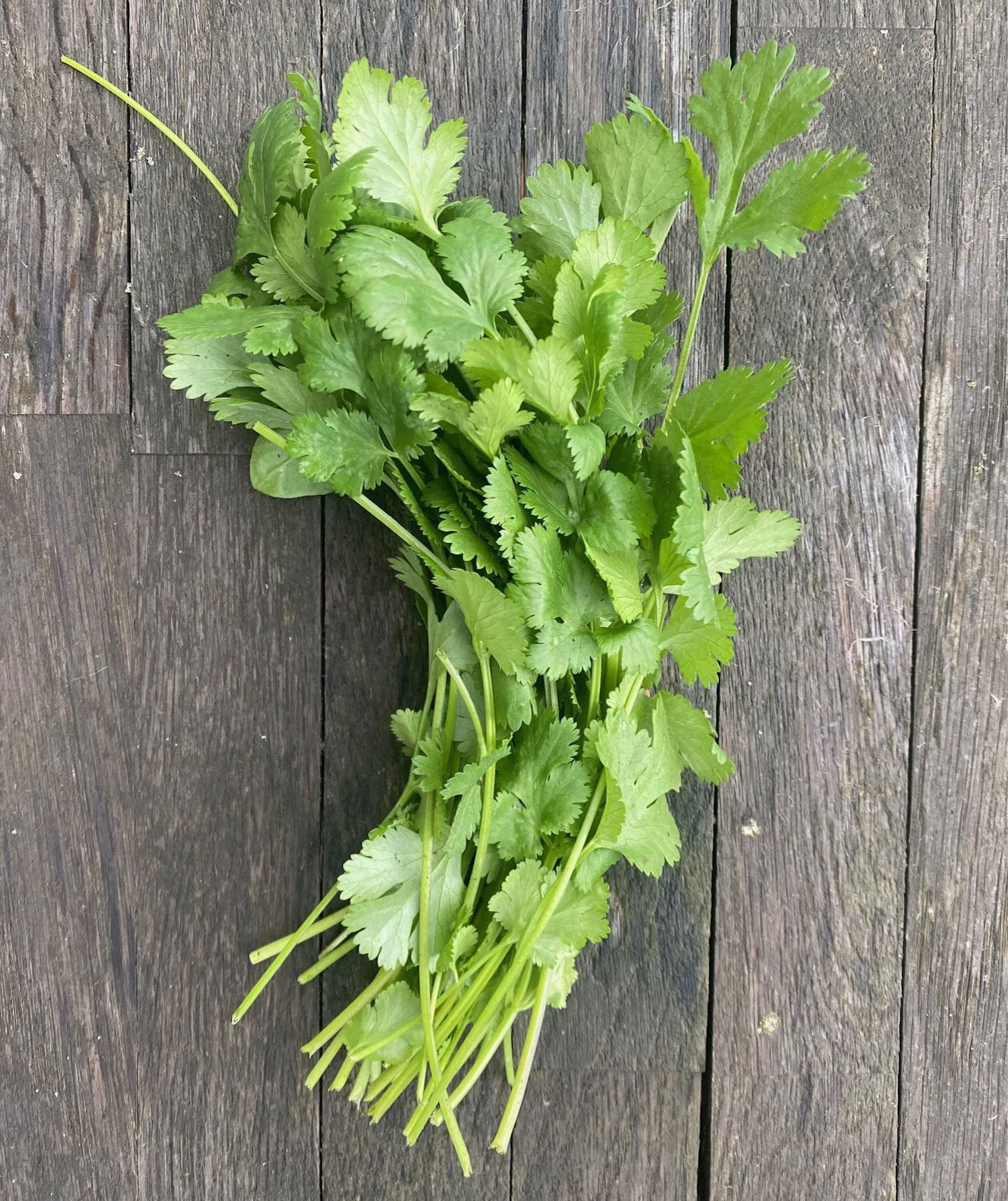 Coriander