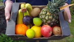 Image of Large Fruit Box
