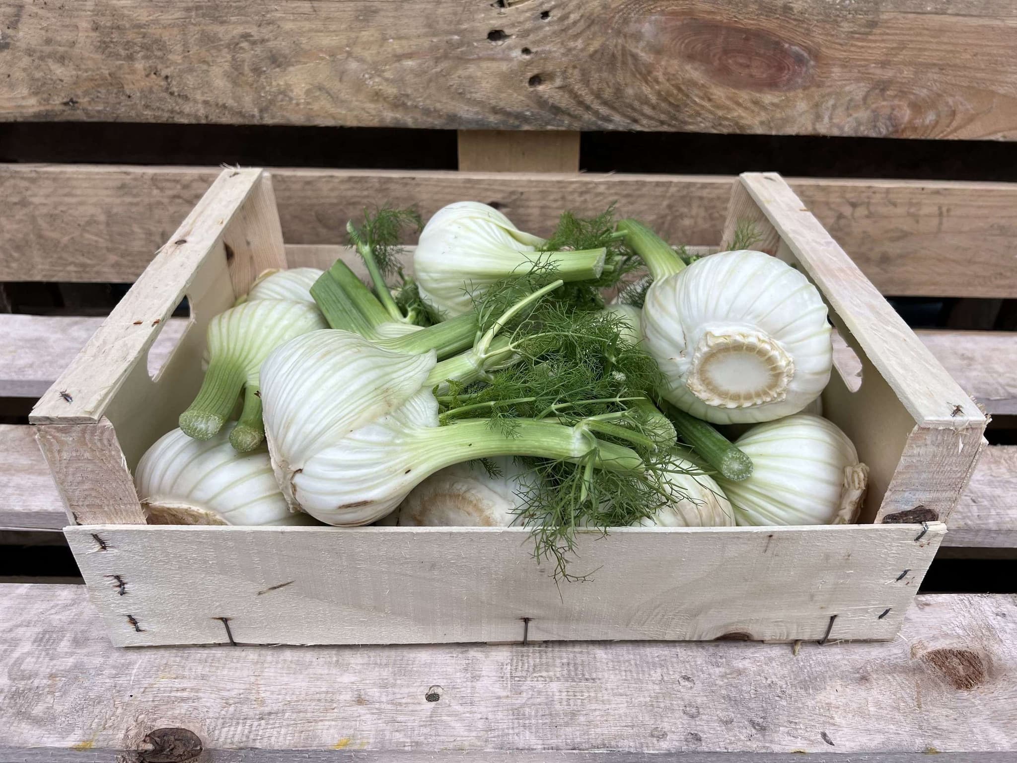 Fennel