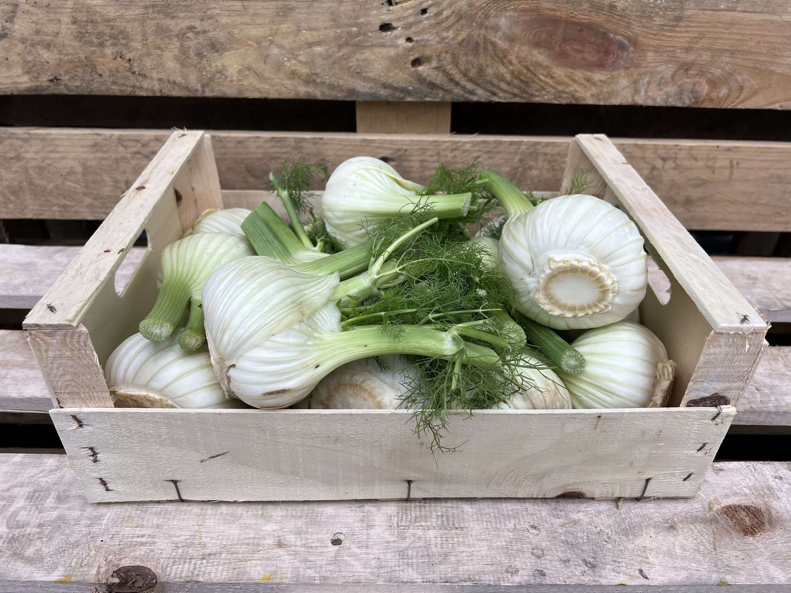 Fennel