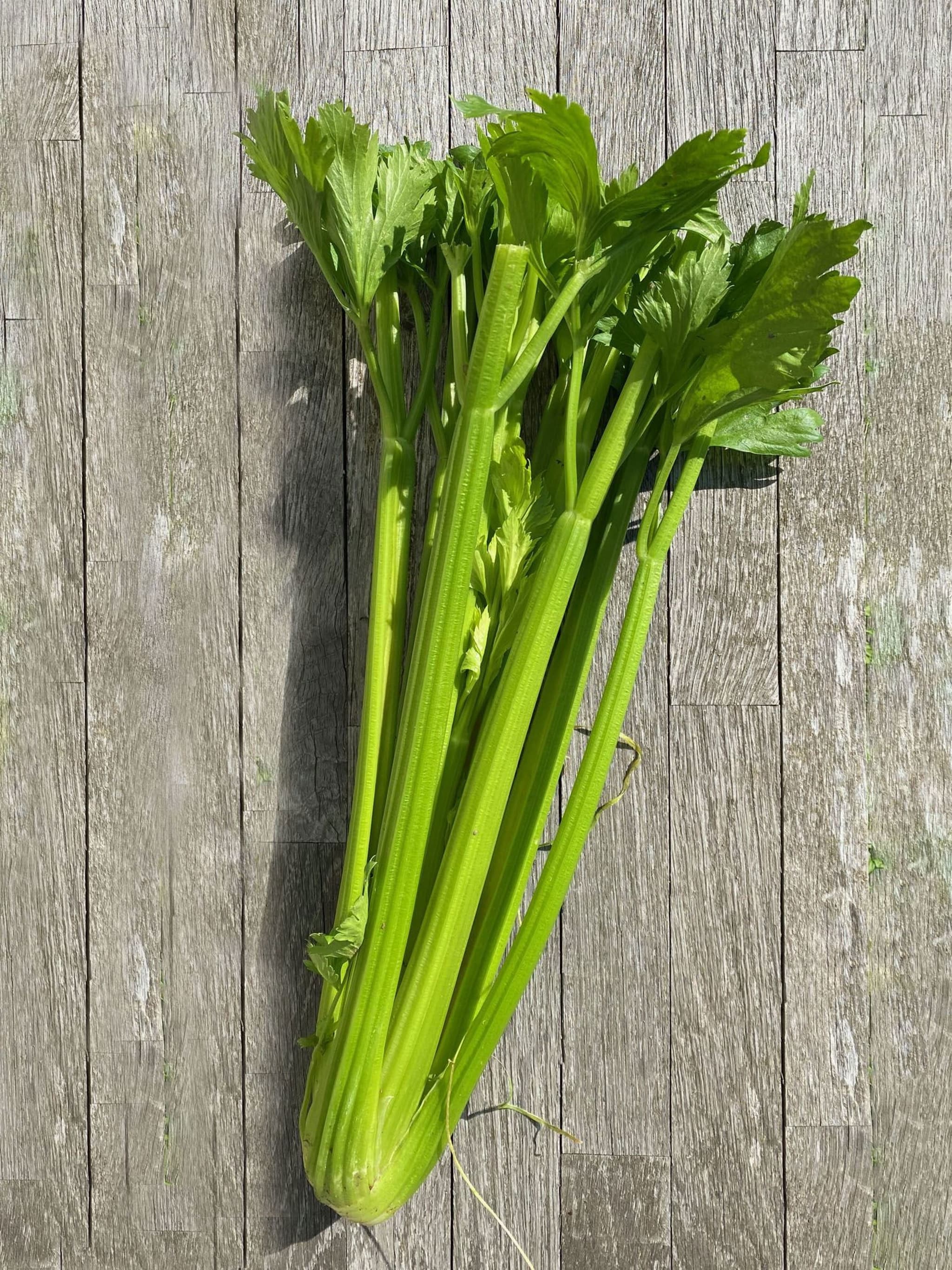 Celery