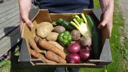 Image of Small Veg Box