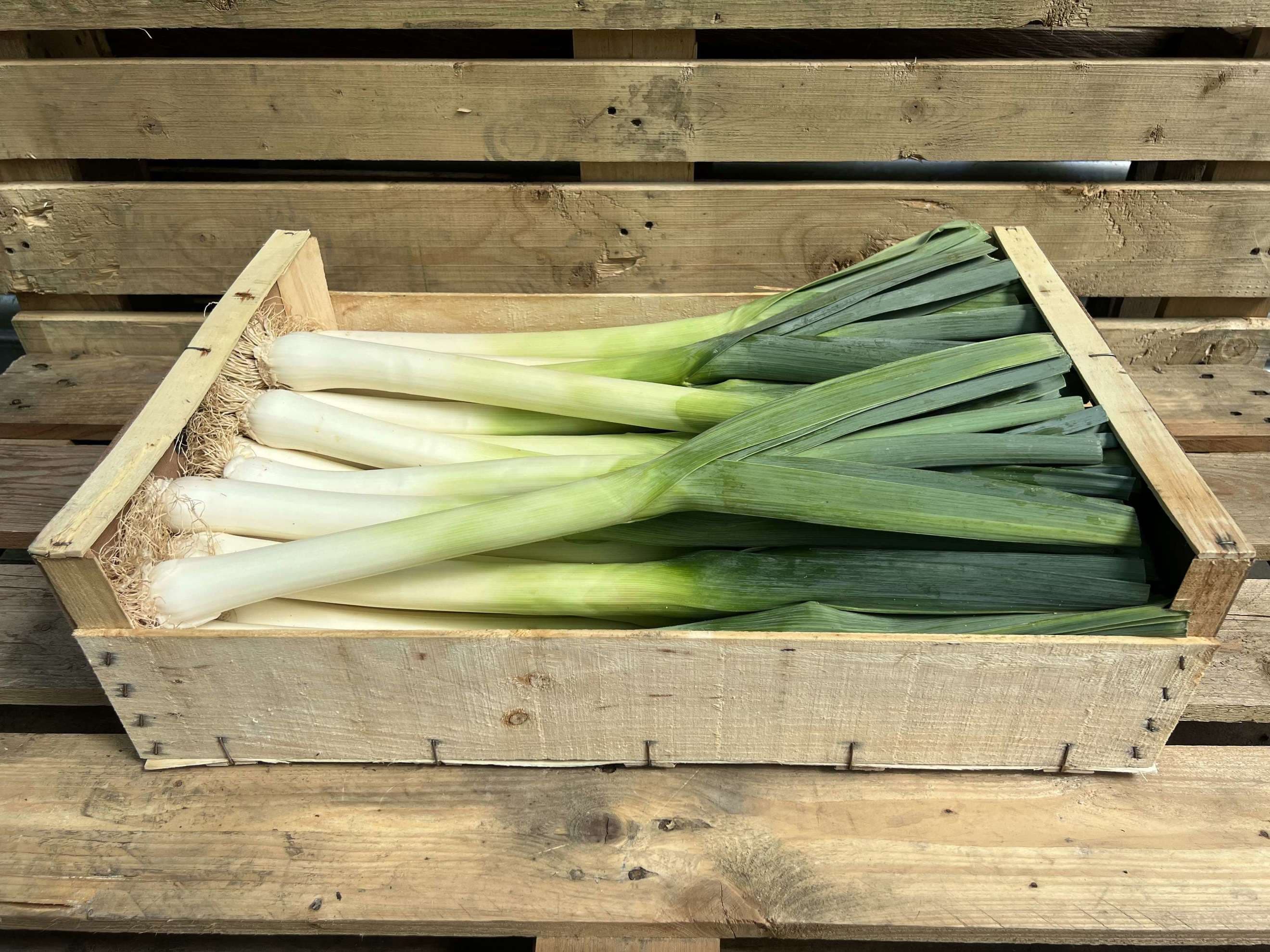 Leek