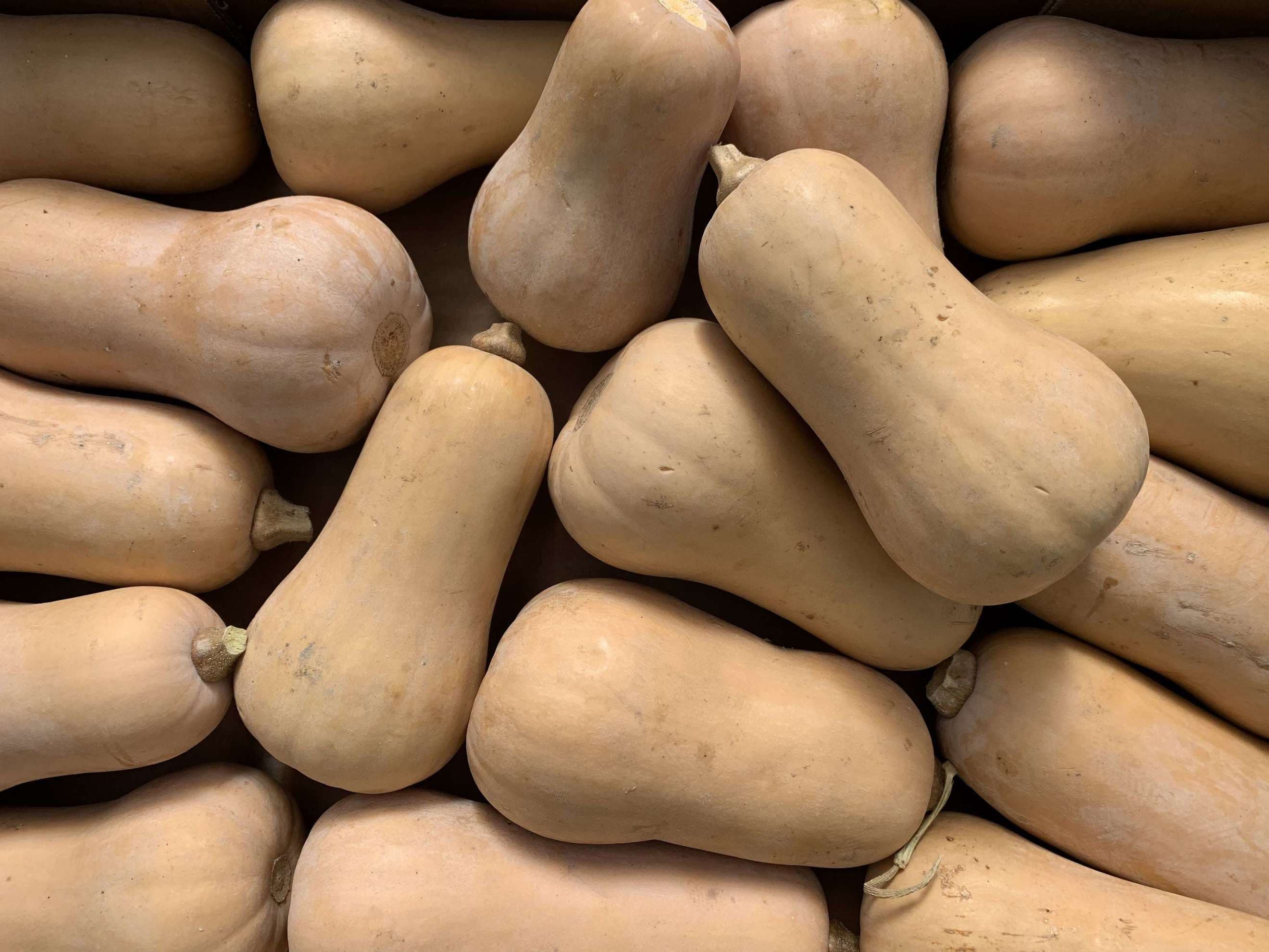 Squash: Butternut