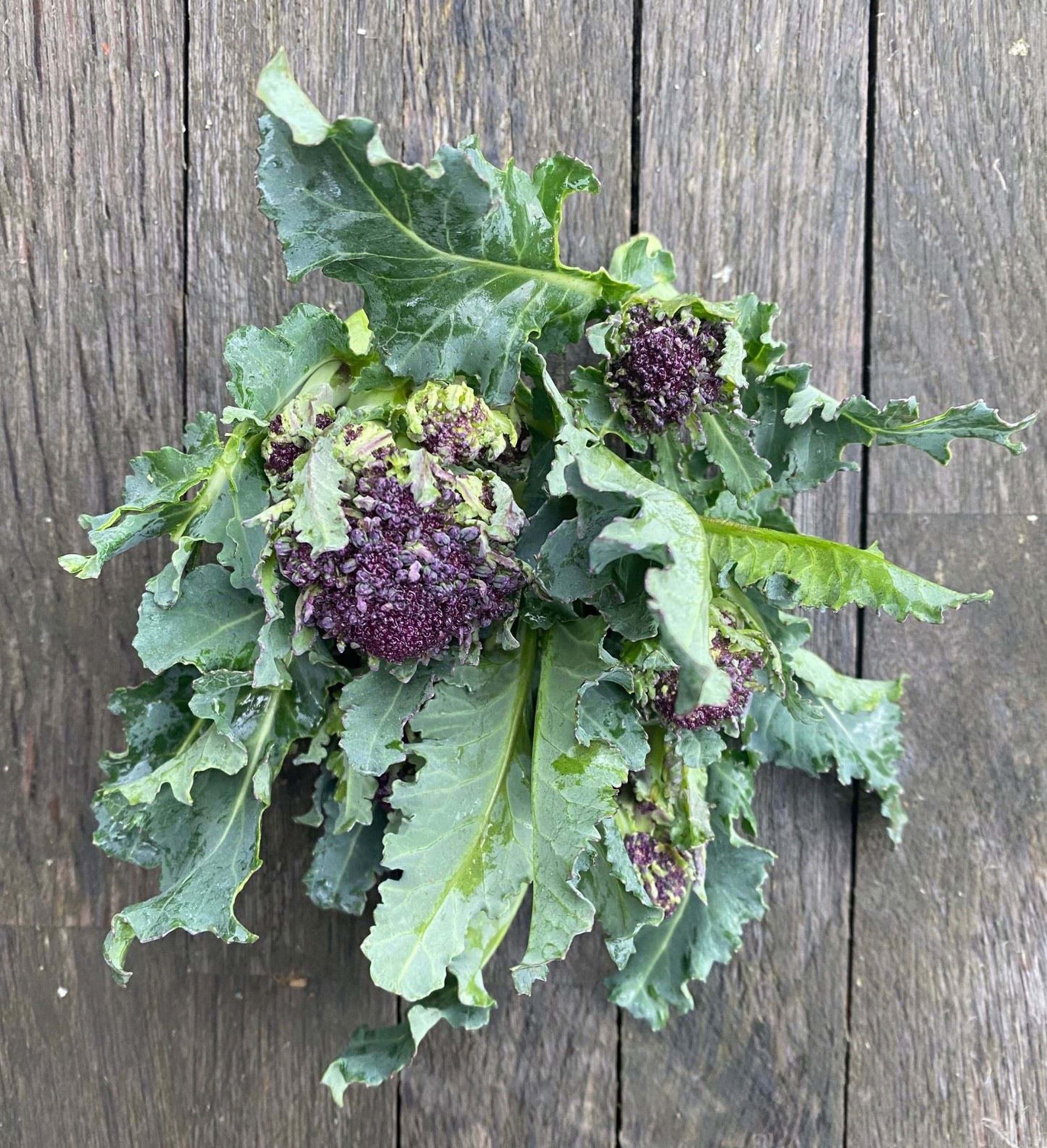Broccoli: Purple Sprouting