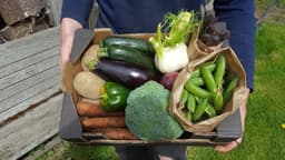 Image of Family Veg Box (4-6 people)